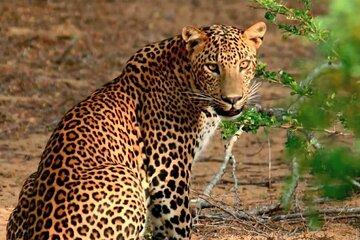 Wilpattu Wild Safari Day Trip - Private & All Inclusive