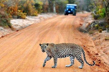 Yala Safari Day Trip from south coast with drop off at Ella