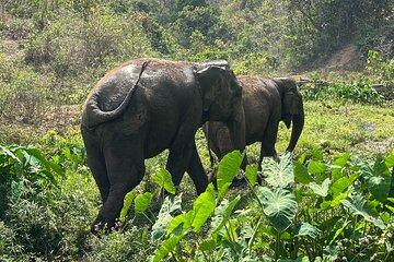 Chiang Mai Elephant Sanctuary Waterfall Long Neck Village Tour