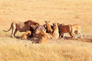 Lake Nakuru National Park Private 2 Day Tour