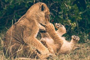 Crescent Island Private 2 Day Safari Adventure