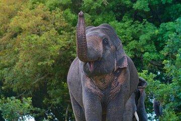 Elephant Safari in Minneriya and Kaudulla with Driver and Guide
