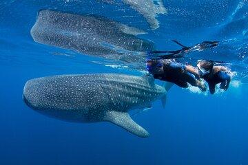 Whale shark expedition snorkeling tour