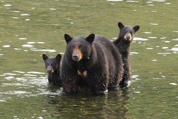 4hr Custom Private Tour of Ketchikan (14 People) Wildlife + More
