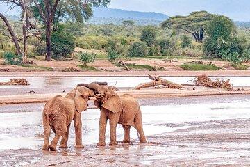 7 Days Maasai Mara Lake Nakuru Lake Naivasha and Samburu Safari