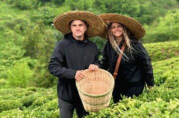 Tea Harvest and Tasting Experience from Leaf to Cup