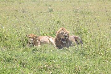 3-Day Serengeti National Park Private Multi-day Tours
