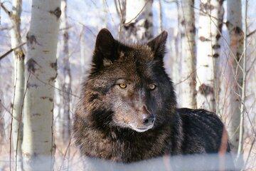 Wolfdog Sanctuary and Banff Day Trip