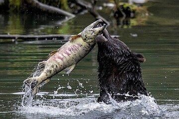 6hr Custom Private Tour of Ketchikan