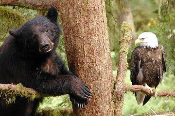 6hr Custom Private Tour of Ketchikan (4 People) Wildlife + More