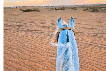 Arabian Horse Riding in Doha