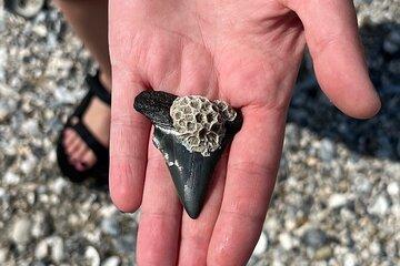 Guided Fossil Excursion with an Experienced Local