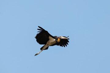 Full Day Penang Mainland Birdwatching