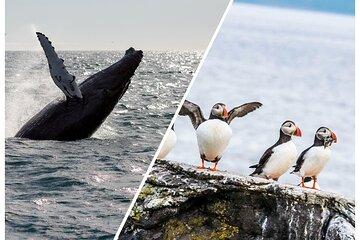 Wildlife Whale Watching and Puffin Tour in Reykjavik