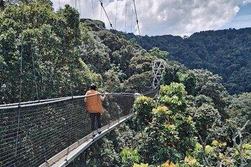 Experience Private Tour in Kigali to Nyungwe National Park