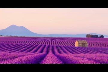 Lavender in Provence-Verdon Canyon