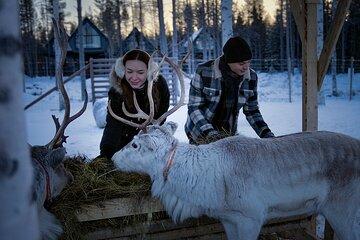 Arctic Forest Hiking with Reindeer