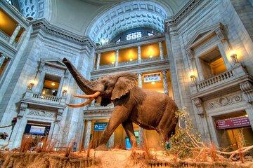 From Dinosaurs to Diamonds: Discover Natural History