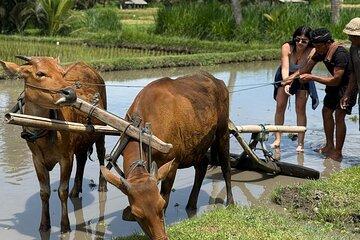 5-Day Bali Tour with Car and Private Accommodations