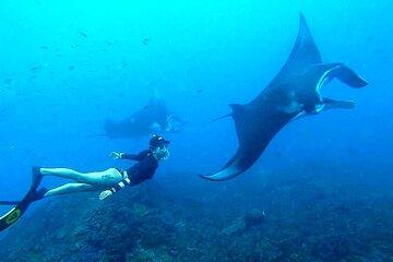 All-Inclusive Bali to Nusa Penida Tour and Manta Snorkeling