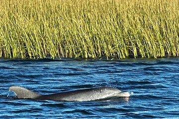 Folly River Dolphin Tour