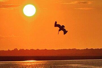 Private Sunset/Dolphin/BYOB Cruise (up to 12)