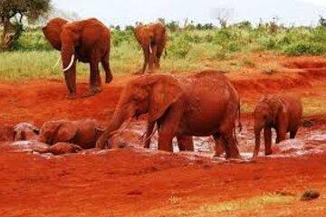 Overnight Group Joining Tour Tsavo East Park from Mombasa Port