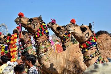 5-Day Private Golden Triangle Tour with Udaipur & Pushkar by Car
