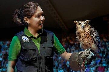 Night Safari Entry Ticket at Mandai Wildlife Reserve Singapore