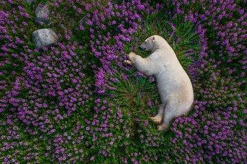 Gabala Lavender Fields Tour