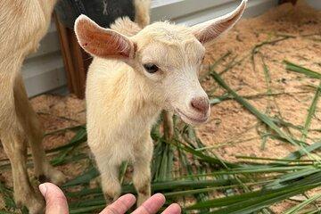 Petting Zoo Interactive Farm Experience