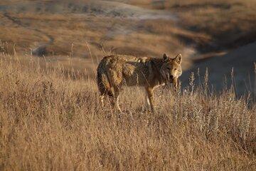 Wildlife Biologist’s Field Expedition: The Badlands Uncovered