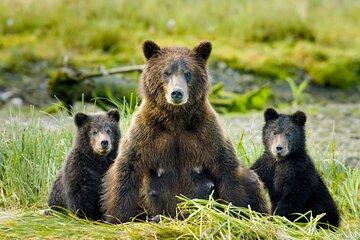Sitka's Hidden Wonders | Wildlife Film Experience