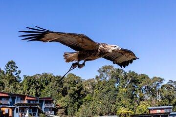 Lamington Day Tour O’Reilly’s Treetop, Wildlife, and Wine Tasting