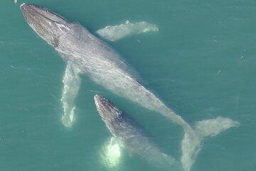Private Charter Alaska Whale Watching with bonus Drone viewing