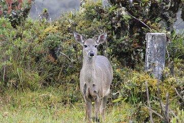 Chingaza National Park: Private Tour with Guide and Transport
