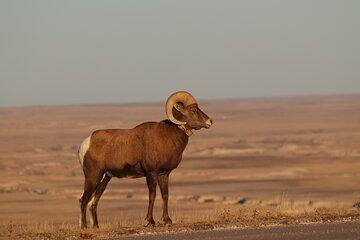 Wildlife and Iconic Roads: The Black Sheep Tour