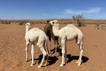 Mini Sahara Adventure and Camel Ride