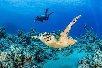 Coral Garden Diving Adventure with 2 Dives & Transfer –Marsa Alam