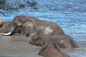 Game Drive and Rhino Walk