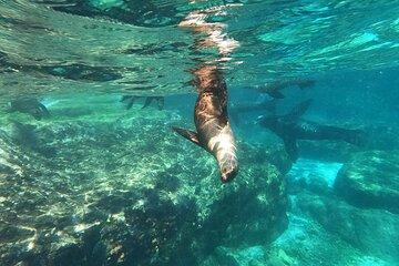 Espíritu Santo & Balandra: Snorkel, Sea Lions, Beach & Ceviche