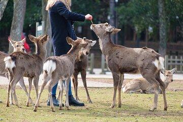 Nara: Enjoy Highlight Of Nara in 3 hours
