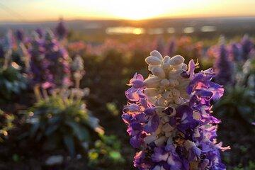 Midnight Sun Hike in Levi