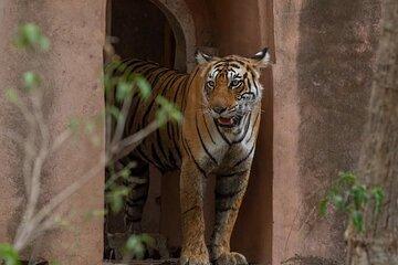 Ranthambore Private Jeep Safari Tour
