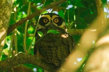 La Fortuna Arenal Fields Private Bird Watching Tour