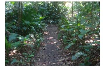 Tijuca Forest