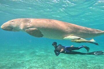 Egypt Marsa Alam Snorkeling and Swimming Activity