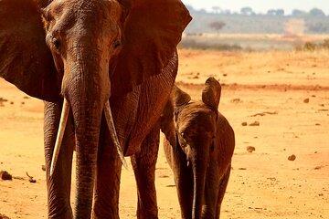 1 Day Tsavo East Safari Trip From Mombasa or Diani