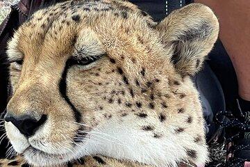 Cheetah Outreach and Award-Winning Winelands Full Day Tour