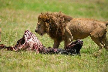 Serengeti National Park 2 Day Guided 4WD Tour